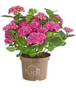 Garten-Hortensie 'Curly Wurly' -Gartenleben Verkauf 7221310 PR FS 001 HydrangeaHortensieCurlyWurlyRosa5LDehnerExpressHerzigRet