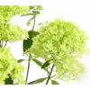 Rispen-Hortensie 'Magical Summer' -Gartenleben Verkauf 7225535 WE DE 001 HortensieHydrangeaMagicalSummer5LDehnerExpressHerzig