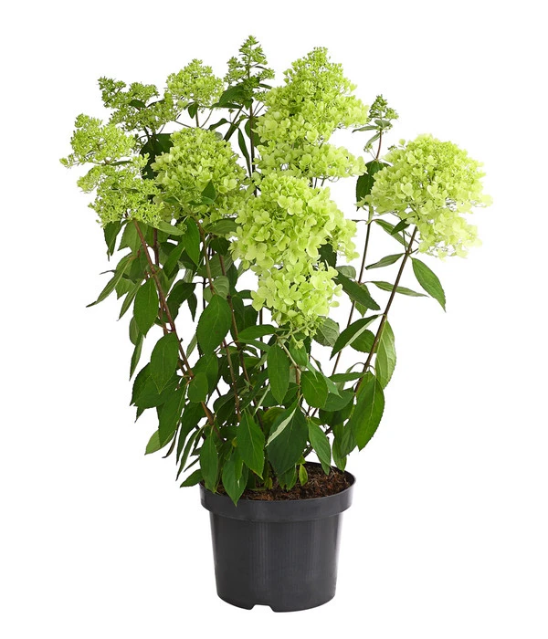 Rispen-Hortensie 'Magical Summer' 4 Rispen-Hortensie 'Magical Summer' – Bild 2