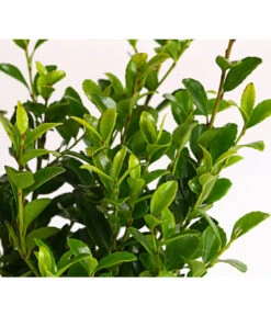 Japanische Stechpalme 'Glory Gem' -Gartenleben Verkauf 7235021 WE DE 001 IlexCrenataImpalaStechpalme9CDehnerExpressHerzig