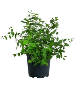 Kolkwitzie - Perlmuttstrauch -Gartenleben Verkauf 7259211 WE FS 001 KolkwitziaAmabilisPinkCloudPerlmuttstrauch5L