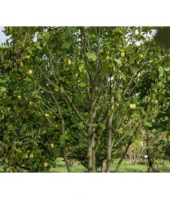 Duft-Magnolie 'Yellow Bird' -Gartenleben Verkauf 7275860 PR MO 001 MagnoliaYellowBirdLucknerRet