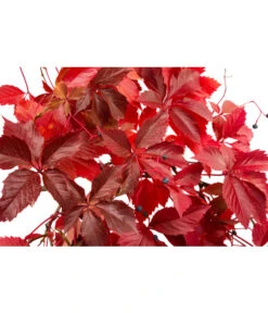 Wilder Wein 'Veitchii' - Dreispitz-Jungfernrebe 7 Wilder Wein 'Veitchii' - Dreispitz-Jungfernrebe -Gartenleben Verkauf 7299662 WE DE 002 ParthenocissusVeitchii