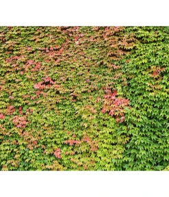 Wilder Wein 'Veitchii' - Dreispitz-Jungfernrebe 6 Wilder Wein 'Veitchii' - Dreispitz-Jungfernrebe -Gartenleben Verkauf 7300486 WE DE 001 WilderWeinVeitchiiRetPixabay