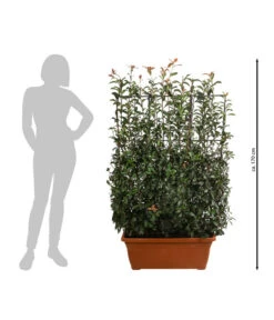 Purpur-Glanzmispel 'Glanzkopf', Ca. 170 Cm -Gartenleben Verkauf 7305329 WE BG 002 PurpurGlanzmispelGlanzkopf170