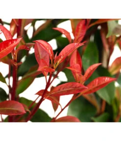 Purpur-Glanzmispel 'Glanzkopf', Ca. 170 Cm -Gartenleben Verkauf 7305329 WE DE 002 PhotinaXfraseriPupurGlazmispel