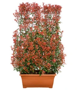 Purpur-Glanzmispel 'Glanzkopf', Ca. 170 Cm -Gartenleben Verkauf 7305329 WE FS 001 PupurGlazmispel