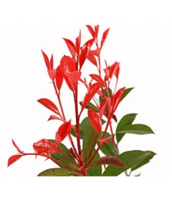 Purpur-Glanzmispel 'Glanzkopf' -Gartenleben Verkauf 7306111 WE DE 001 PhotiniaGlanzmispelGlanzkopf5LDehnerExpressHerzig