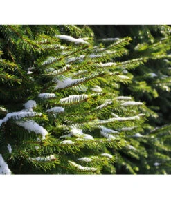 Serbische Fichte, Ca. 70-80 Cm, Im Topf Gewachsen -Gartenleben Verkauf 7315864 WE MO 001 PiceaOmorika Pixabay