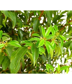 15 Meter Portugiesischer Kirschlorbeer 'Angustifolia', 40 X Ca. 80-100 Cm -Gartenleben Verkauf 7362833 WE DE 001 PrunusLusitanicaAngustKirschlorbeer12LDehnerExpressHerzig