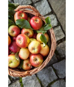 Dehner Gartenkorb -Gartenleben Verkauf 745141 WE MO 001 GartenkorbNaturGesotten