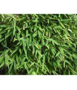 Schirmbambus 'Jumbo' 11 Schirmbambus 'Jumbo' -Gartenleben Verkauf 7471675 PR DE 001SchirmbambusJumboLoewenbaumpixabay