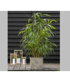 Schirmbambus 'Jumbo' 9 Schirmbambus 'Jumbo' -Gartenleben Verkauf 7471675 PR MO 001 BambusSinMurJumbo2L