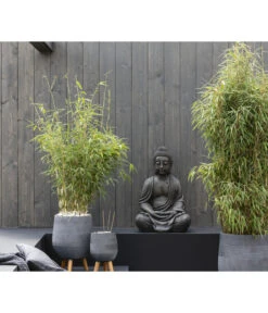 Schirmbambus 'Jumbo' 8 Schirmbambus 'Jumbo' -Gartenleben Verkauf 7471675 WE MO 001 FargesiaMurieliaeJumbo2021GC09