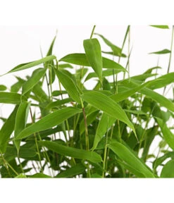 Schirmbambus 'Jumbo' 10 Schirmbambus 'Jumbo' -Gartenleben Verkauf 7471816 WE DE 001 SinarundinariaNitidaBambus1LDehnerExpressHerzig