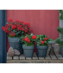 Japanische Frucht-Skimmie 'Temptation' -Gartenleben Verkauf 7472459 WE MO 001 SkimmieJapanischeFrucht