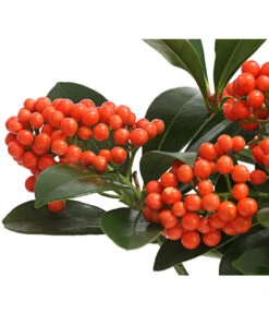 Japanische Frucht-Skimmie 'Temptation' -Gartenleben Verkauf 7472467 WE DE 001 SkimmiaSkimmieJaponicaTemptation18CDehnerExpressHerzig