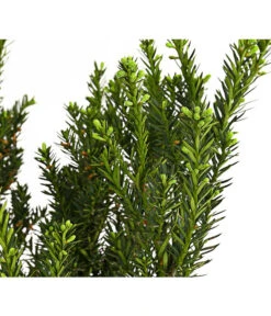 Becher-Eibe 'Hillii' -Gartenleben Verkauf 7509193 WE DE 001 TaxusEibeMediaHillii7LDehnerExpressHerzig