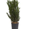 Becher-Eibe 'Hillii' -Gartenleben Verkauf 7509193 WE FS 001 TaxusEibeMediaHillii7LDehnerExpressHerzig