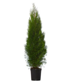 10 Meter Lebensbaum 'Smaragd', 20 X Ca. 125-150 Cm -Gartenleben Verkauf 7512585 WE FS 002 ThujaOccidentalisSmaragdLebensbaum8Meter