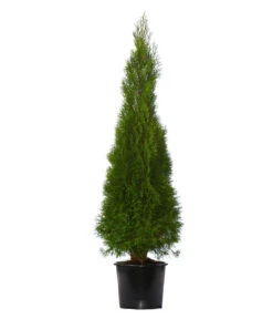 3 Meter Lebensbaum 'Smaragd', 6 X Ca. 125-150 Cm -Gartenleben Verkauf 7512601 WE FS 002 ThujaOccidentalisSmaragdLebensbaum3Meter