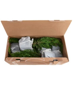 1 Meter Lebensbaum 'Smaragd', 4 X Ca. 60-70 Cm -Gartenleben Verkauf 7515711 PR FS 002 ThujaSmaragd1MeterDehnerExpressHerzig