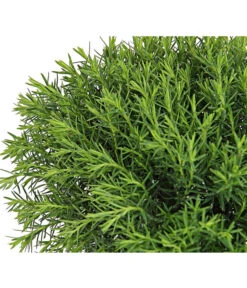 Lebensbaum 'Teddy' -Gartenleben Verkauf 7517402 PR DE 001 ThujaLebensbaumOccidentalisTeddy9CDehnerExpressHerzig