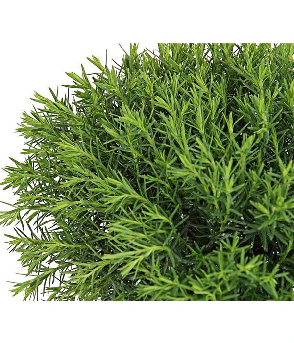 Lebensbaum 'Teddy' – Bild 5