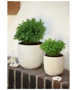 Lebensbaum 'Teddy' -Gartenleben Verkauf 7517402 PR MO 001 ThujaLebensbaumTeddy9cmHerzig