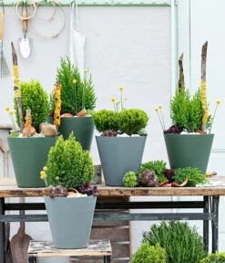 Lebensbaum 'Teddy' -Gartenleben Verkauf 7517402 WE MO 001 Koniferen