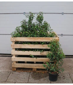 15 Meter Portugiesischer Kirschlorbeer 'Angustifolia', 40 X Ca. 80-100 Cm -Gartenleben Verkauf 7517626 WE FS 002 PrunuslusitanicaC7 5