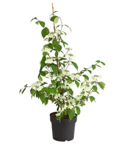 Schneeball 'Kilimandjaro Sunrise' -Gartenleben Verkauf 7533524 WE FS 001 ViburnumPlicatumImmergruenerSchneeballKilimandjaroSunrise3LDehnerExpressHerzig