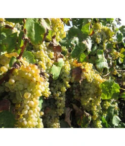 Dehner Gourmet Garten Tafeltraube 'Palatina' 7 Dehner Gourmet Garten Tafeltraube 'Palatina' -Gartenleben Verkauf 7540099 WE MO 001 GGWeinPalatinaPixabay