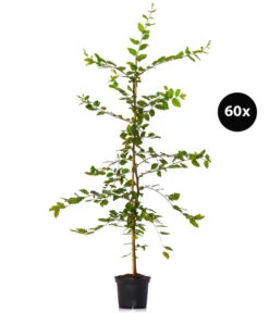 15 Meter Hainbuche, 60 X Ca. 150-175 Cm