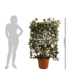 Purpur-Glanzmispel 'Red Robin', Ca. 150-160 Cm -Gartenleben Verkauf 7553217 WE FS 001 Photiniafraseriredrobin2150160