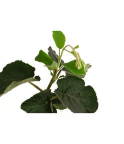 Kiwi 'Solo' -Gartenleben Verkauf 7600448 WE DE 001 KiwiSolo