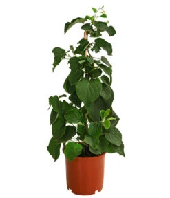 Kiwi 'Solo' -Gartenleben Verkauf 7600448 WE FS 001 KiwiSolo