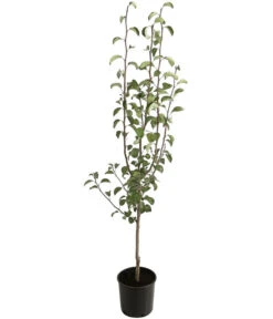 Winterbirne 'Alexander Lucas' -Gartenleben Verkauf 7602709 PR FS 001 PyrusBirneAlexanderLucasBUDehnerExpressHerzig 1 1