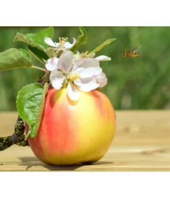 Zwergapfel 'Galina' 7 Zwergapfel 'Galina' -Gartenleben Verkauf 7604697 WE MO 002 ApfelGalinaZwergPixabay