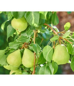 Zwergbirne 'Luisa' -Gartenleben Verkauf 7611999 WE DE 003 PyrusZwergbirneBirnePixabay