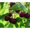 Bio Süßkirsche 'Stella' -Gartenleben Verkauf 7613037 WE DE 001 BioSuesskirscheStella