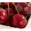 Süßkirsche 'Burlat' -Gartenleben Verkauf 7620180 DE DE 001 KirscheBurlat