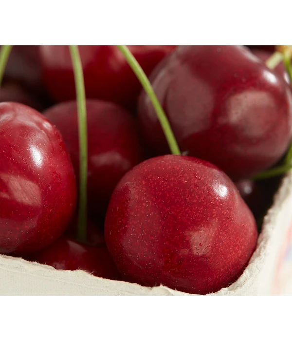 Süßkirsche 'Burlat' 3 Süßkirsche 'Burlat'