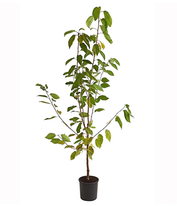 Süßkirsche 'Burlat' 4 Süßkirsche 'Burlat' – Bild 2