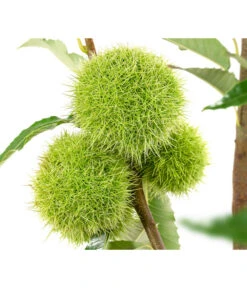 Esskastanie 'Bouche Rouge' -Gartenleben Verkauf 7621964 WE DE 002 CastaneaSativaBocheRougeEsskastanie