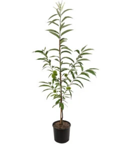 Esskastanie 'Bouche Rouge' -Gartenleben Verkauf 7621964 WE FS 001 CastaneaSativaBocheRougeEsskastanieDehnerExpressHerzig