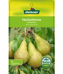 Herbstbirne 'Conference' -Gartenleben Verkauf 7625908 HerbstbirneConference Etikett 1