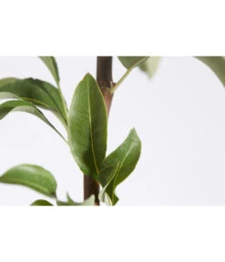 Herbstbirne 'Conference' -Gartenleben Verkauf 7625908 PR DE 001 BirneConferencePyrusBusch95LiterDehnerExpressZS