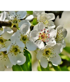 Herbstbirne 'Conference' -Gartenleben Verkauf 7625908 PR DE 003 PyrusBirneConferenceBluetePixabay