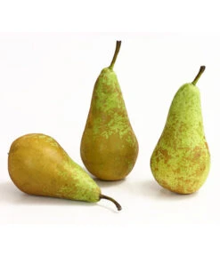 Herbstbirne 'Conference' -Gartenleben Verkauf 7625908 WE DE 005 BirneConferenceDehnerExpressHerzig